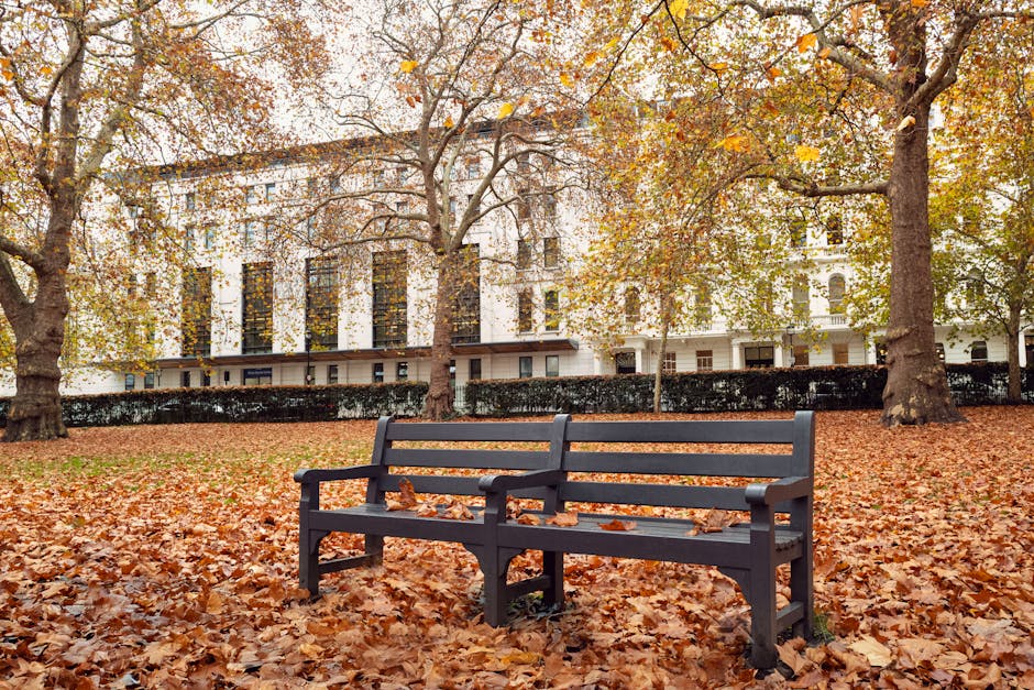 A park scene featuring two dark gray wooden benches positioned on a ground covered with fallen autumn leaves in shades of brown, orange, and yellow. The benches are side by side with some leaves scattered on their seats and armrests. In the background, there are several large deciduous trees with broad trunks and branches extending outward, adorned with sparse leaves in warm fall colors, creating a canopy overhead. Behind the trees, a white multi-story residential building with multiple windows is partially visible, obscured by a low hedge running parallel to the building. The overall scene is illuminated by natural daylight with soft, diffused lighting suggestive of an overcast sky, capturing the quiet and picturesque atmosphere typical of a landscaped urban park during the autumn season, aligned with rubbish removal and private waste handling themes through the natural setting.
